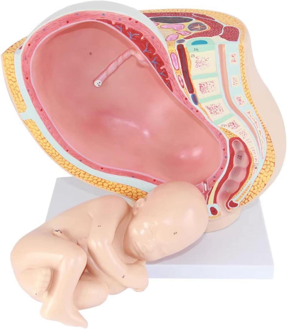 人体模型 解剖モデル　女性骨盤胎児モデル妊娠 9 ヶ月胎児