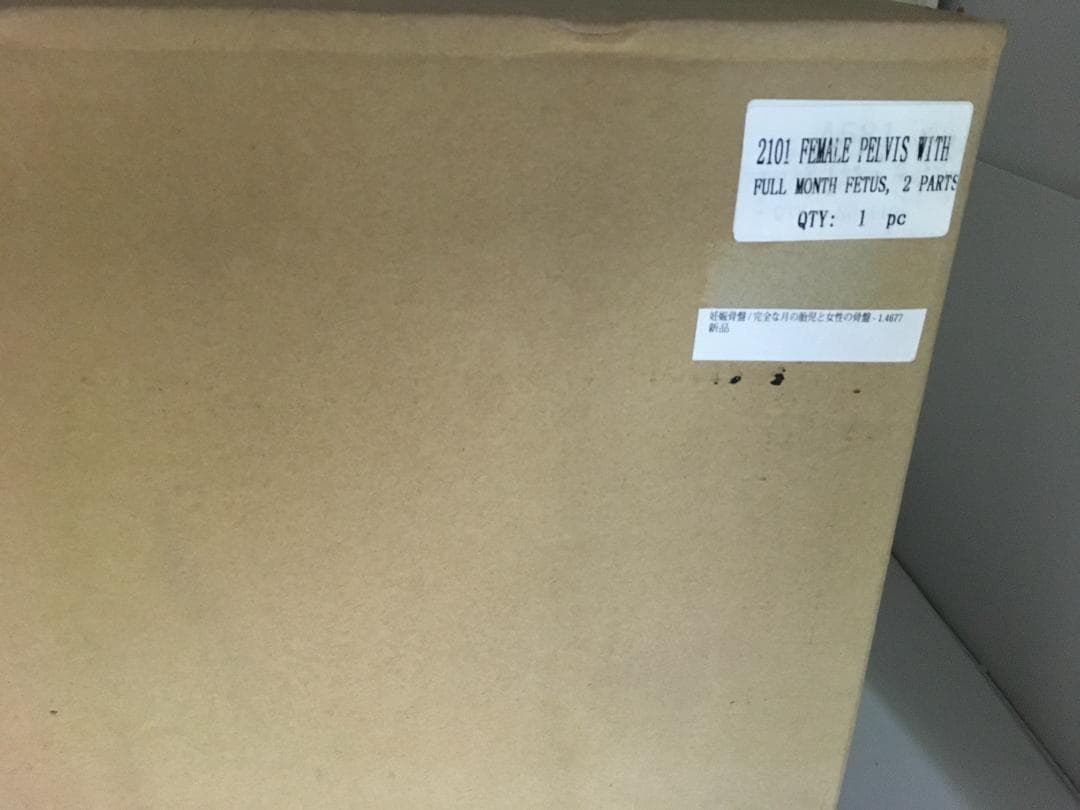 人体模型 解剖モデル　女性骨盤胎児モデル妊娠 9 ヶ月胎児