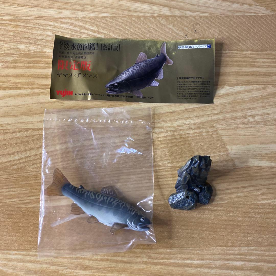 【未使用】YUJIN 原色　淡水魚図鑑Ⅰ 改訂版　ヤマメ　× アメマス