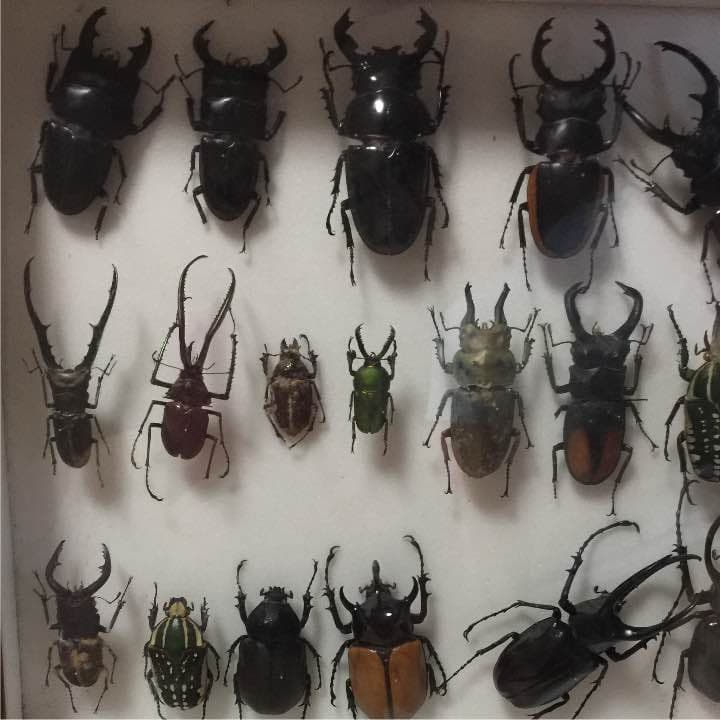 昆虫クワガタ、カブトムシ標本