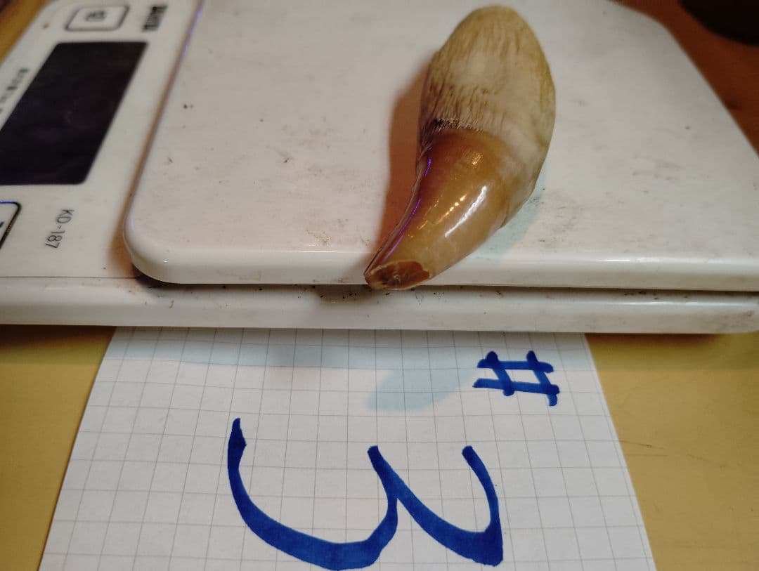 #2.3.4 kubota ヒグマ 牙