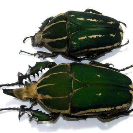 南コンゴ産 ポギーオオツノカナブン ペア 82mm 62mm