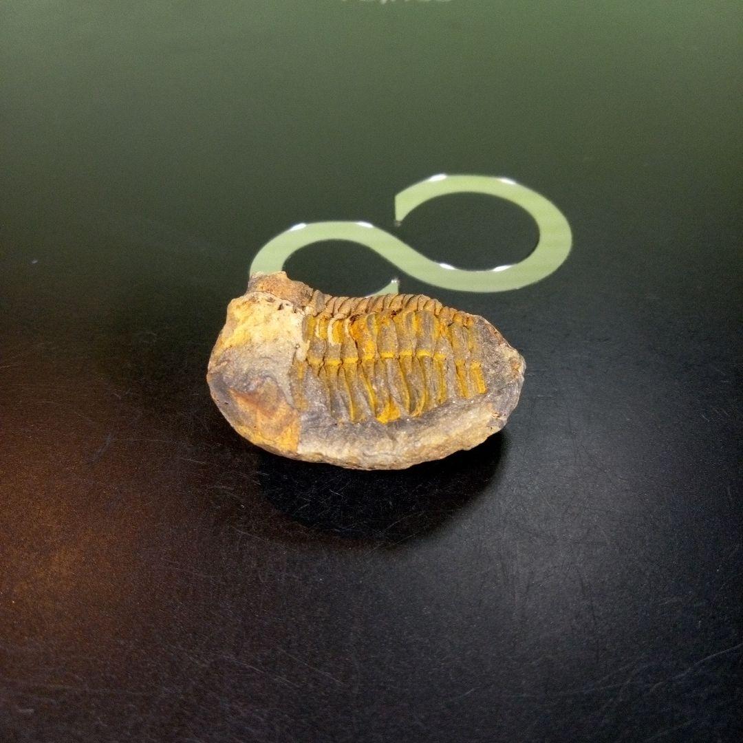 三葉虫　化石　fossil　ボリビア産　trilobite　海生動物識別⑨