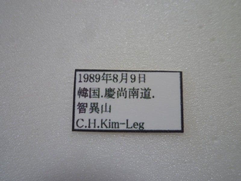 【外国産クワガタ標本】チョウセンヒラタクワガタ♂/韓国.智異山産/77.8mm