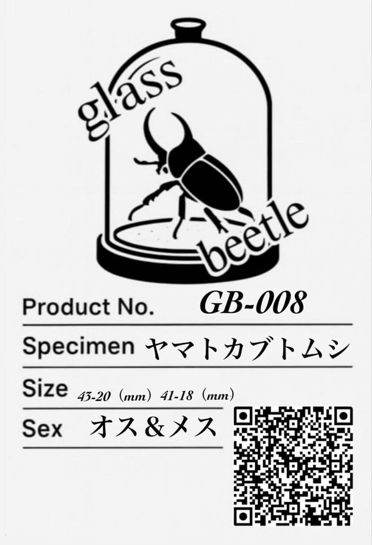 【Glass Beetle｜ヤマトカブトムシ飛翔＆固定標本 ペアGB-008】