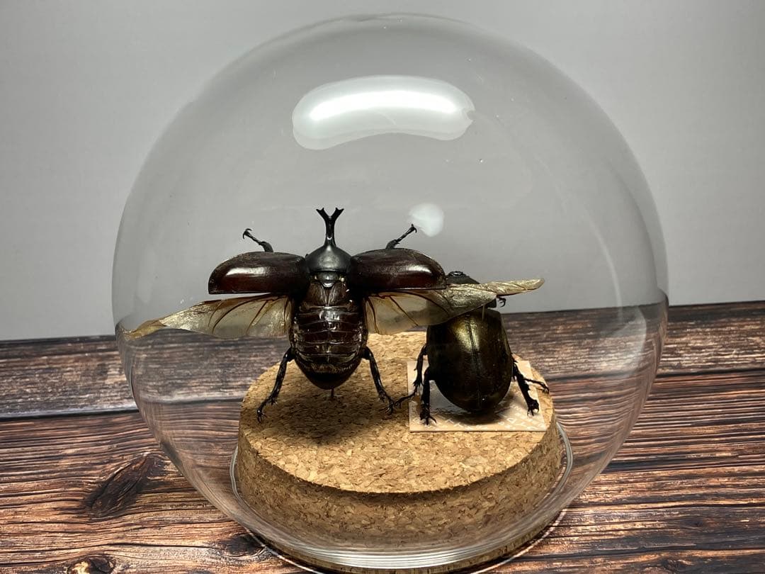 【Glass Beetle｜ヤマトカブトムシ飛翔＆固定標本 ペアGB-008】