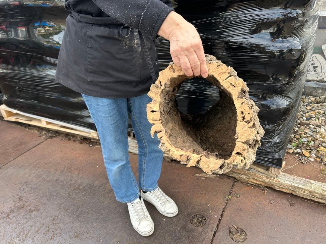 ポルトガル産コルク樹皮ＰＬ-1029-Ｌ12