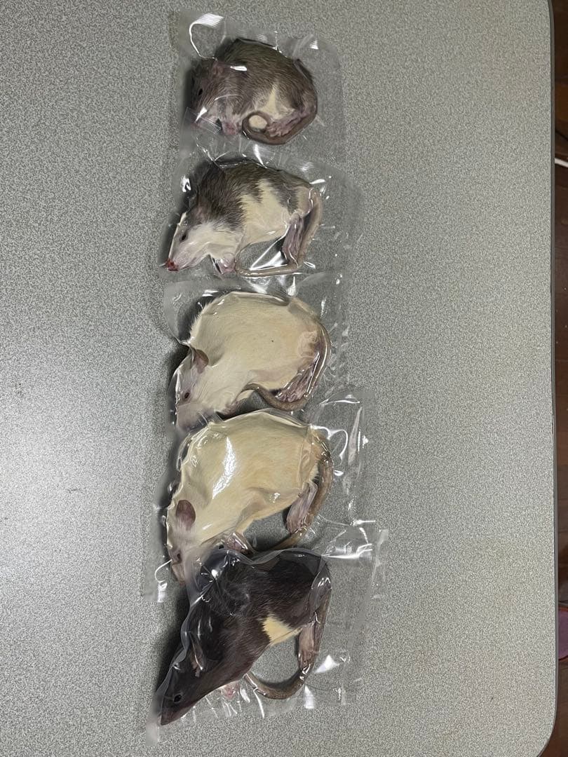 冷凍ラット 230~270g×20