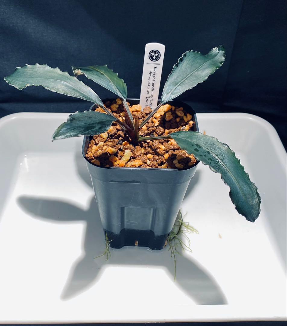 【AZ便】Bucephalandra sp.\