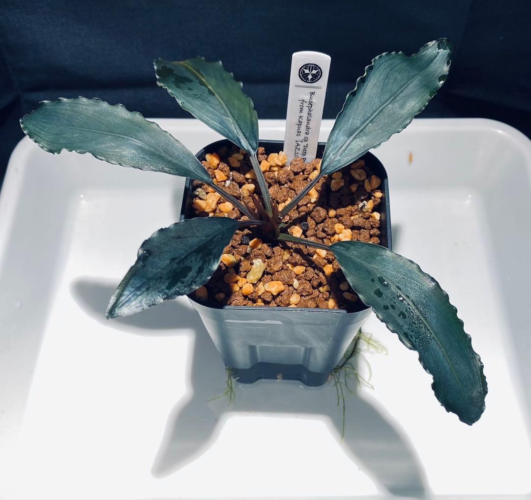 【AZ便】Bucephalandra sp.\"Deep purple\" 初期便