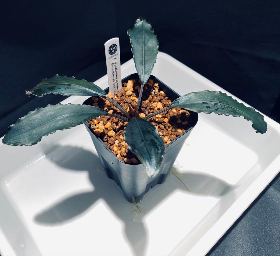 【AZ便】Bucephalandra sp.\"Deep purple\" 初期便