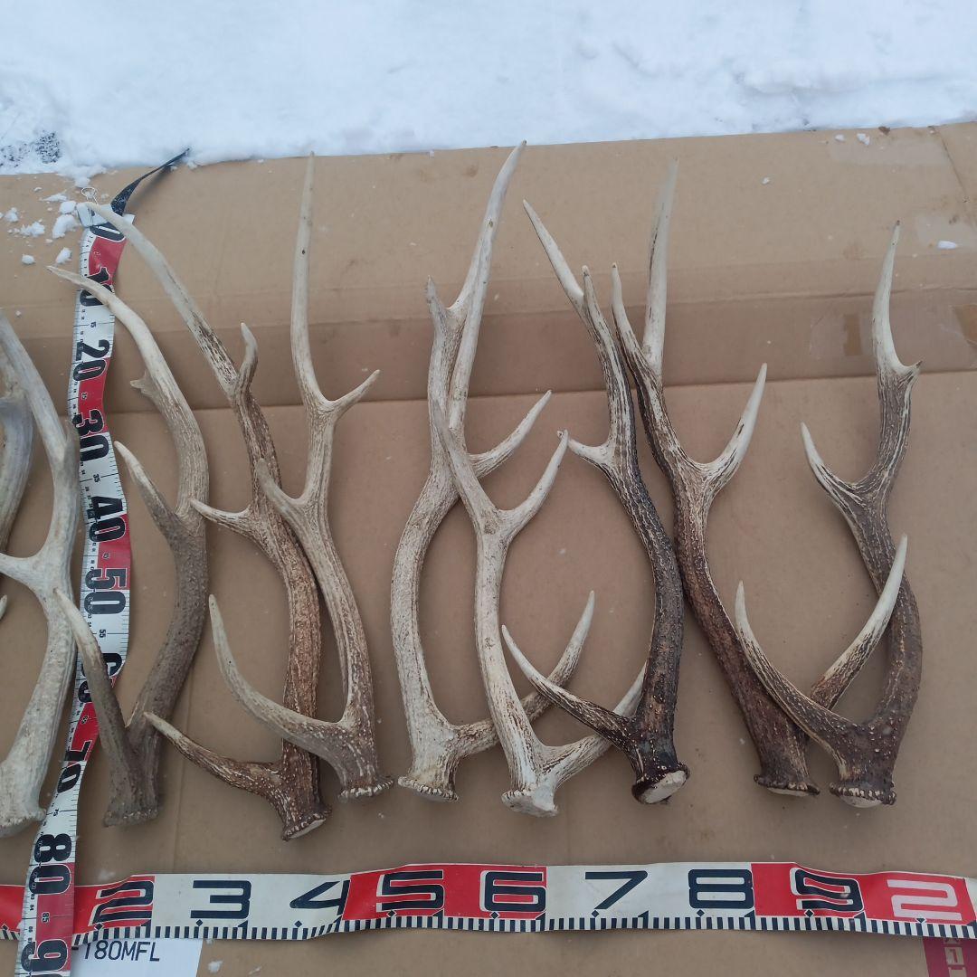 S*i様 蝦夷鹿の角、天然素材犬のおもちゃ、工芸品などに　２番