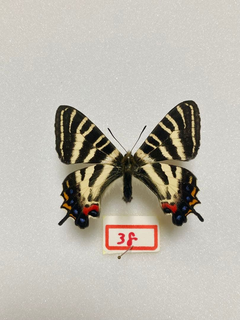 【1ペア】ギフチョウ（滋賀県、岐阜県産）