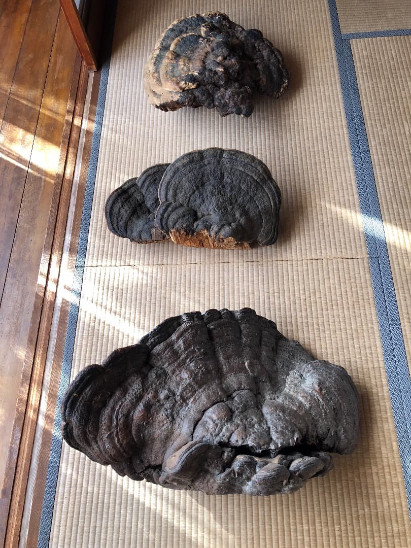 さるのこしかけ