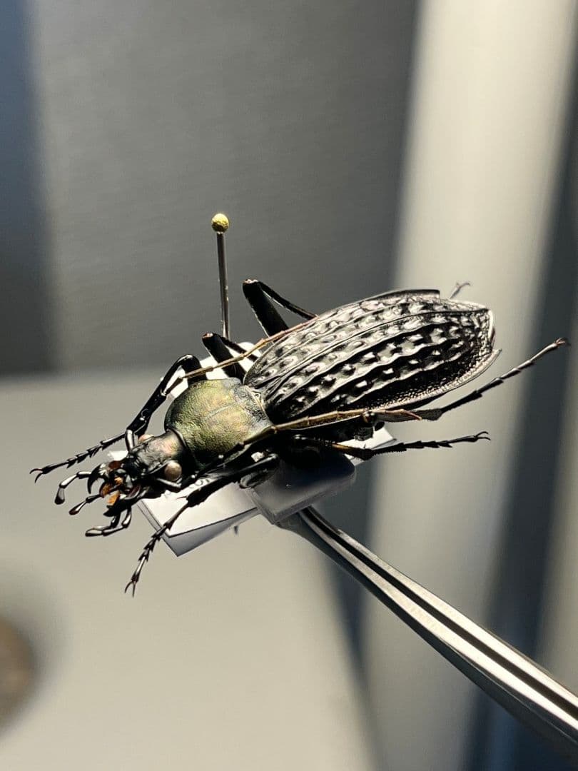 【40mm】アロウトゲオサムシ エリスカブリモドキ オサムシ標本 オサムシ