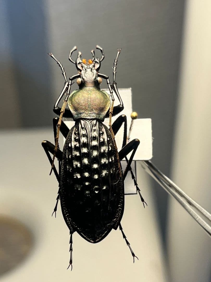 【40mm】アロウトゲオサムシ エリスカブリモドキ オサムシ標本 オサムシ