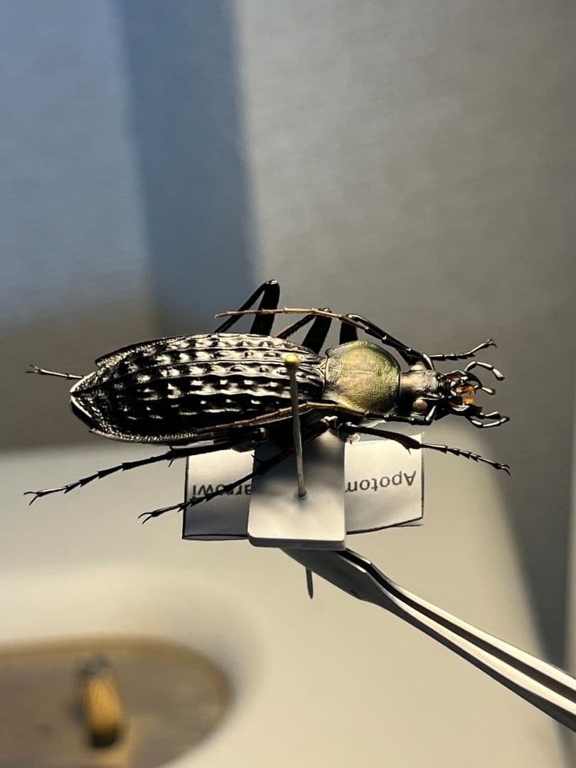 【40mm】アロウトゲオサムシ エリスカブリモドキ オサムシ標本 オサムシ